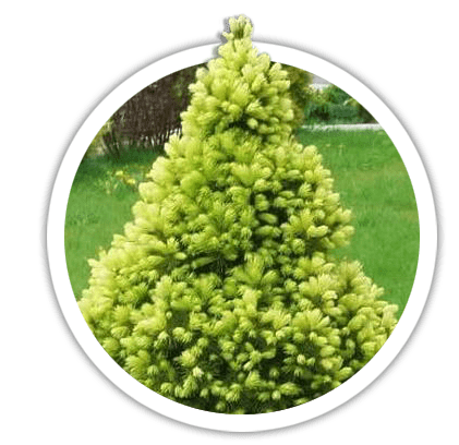 Ель канадская / Picea glauca